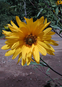 Helianthus 'Gullick's Variety'
